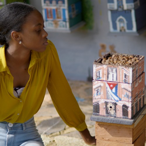 FILM: Cuban Bees and the Organic Revolution at Birnam Arts