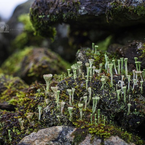Wild Wanders: Connecting with Nature at Birnam Arts