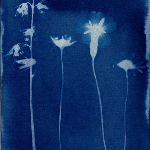 Kids Cyanotype Workshop with Jo Foo at Birnam Arts