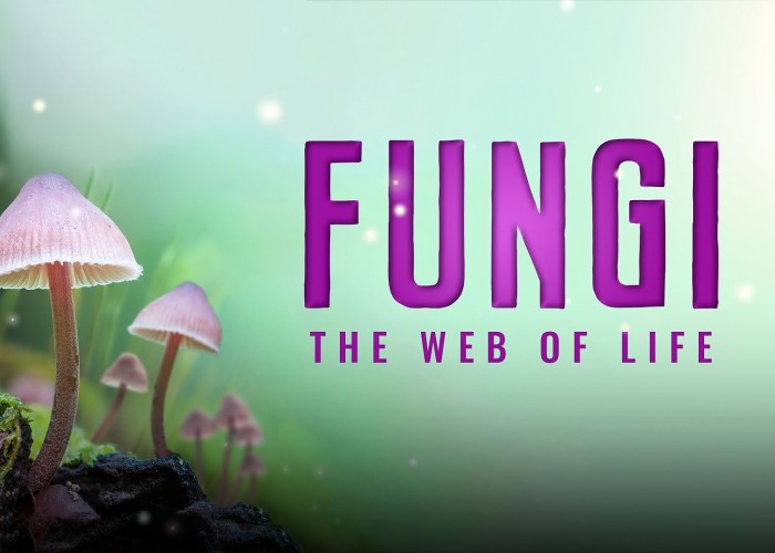 Fungi The Web of Life at Birnam Arts