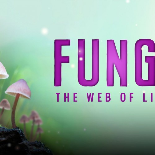 Fungi The Web of Life at Birnam Arts