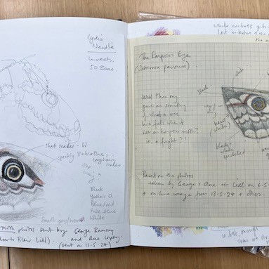 Moth Notebook