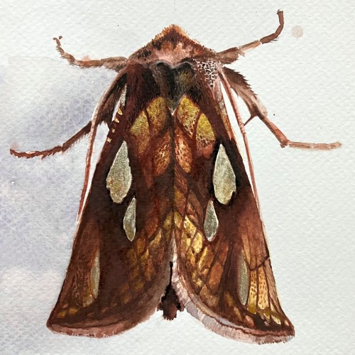 Moth Portrait