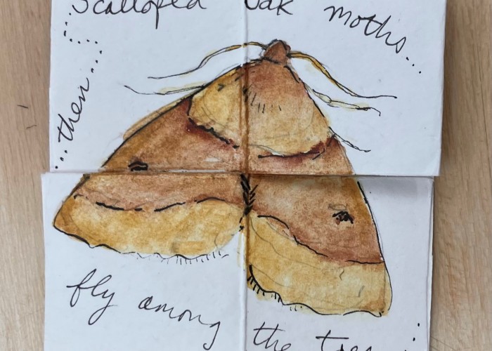 Understanding Moths Creative Workshop with Jan Hendry at Birnam Arts