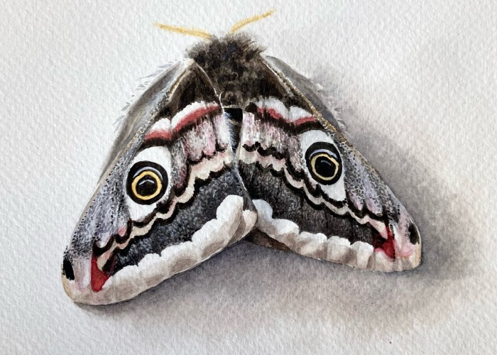 FRAGILE: Moths, Life Systems & Us Exhibition with Jan Hendry at Birnam Arts