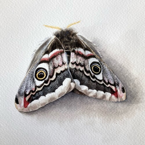 Jan Hendry Moth Portrait