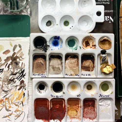 Hendry Moths colours images