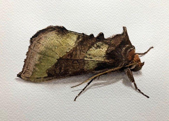 Moth Morning at Birnam Arts