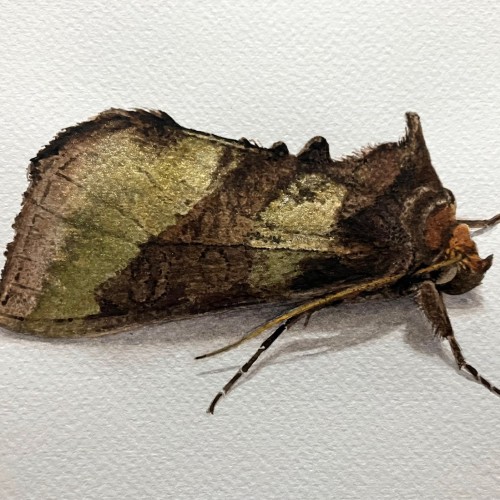 Hendry Moths colours images