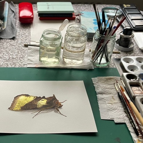 Hendry Moths colours images