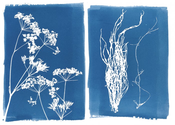 Kids Cyanotype Workshop with Kit Martin at Birnam Arts